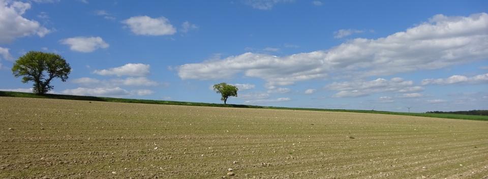 Landschaftsbild mit Feld und 2 Bäumen