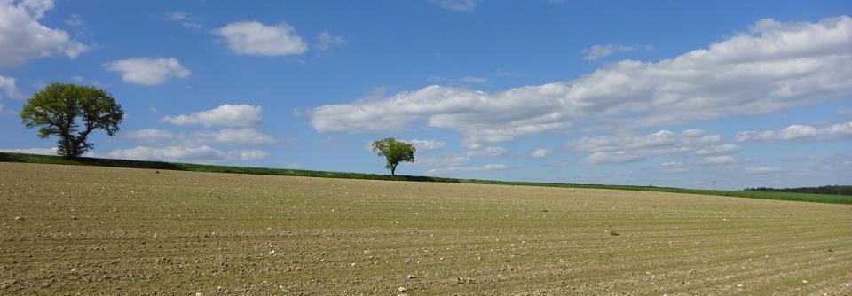 Landschaftsbild mit Feld und 2 Bäumen