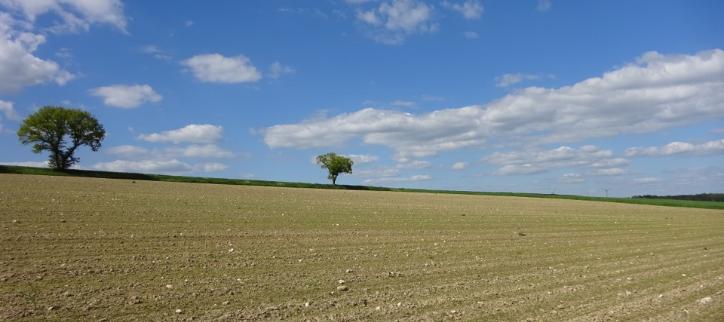Landschaftsbild mit Feld und 2 Bäumen