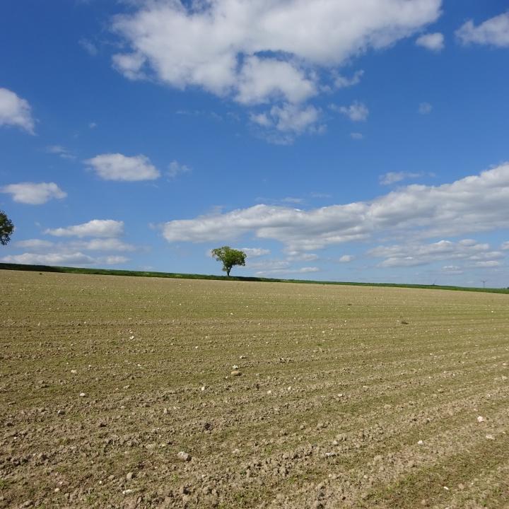 Landschaftsbild mit Feld und 2 Bäumen