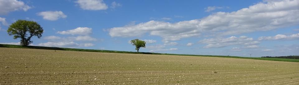 Landschaftsbild mit Feld und 2 Bäumen