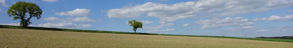 Landschaftsbild mit Feld und 2 Bäumen